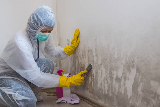 Best Basement Mold Remediation in Skiato, OK
