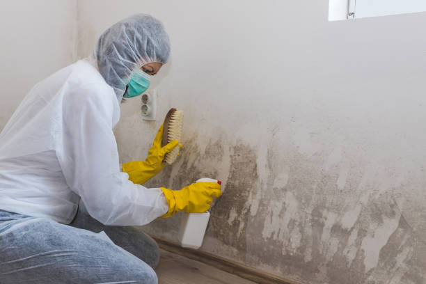 Best White Mold Remediation in Skiato, OK