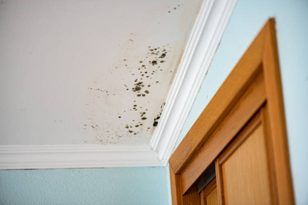 Best Bathroom Mold Remediation in Skiato, OK